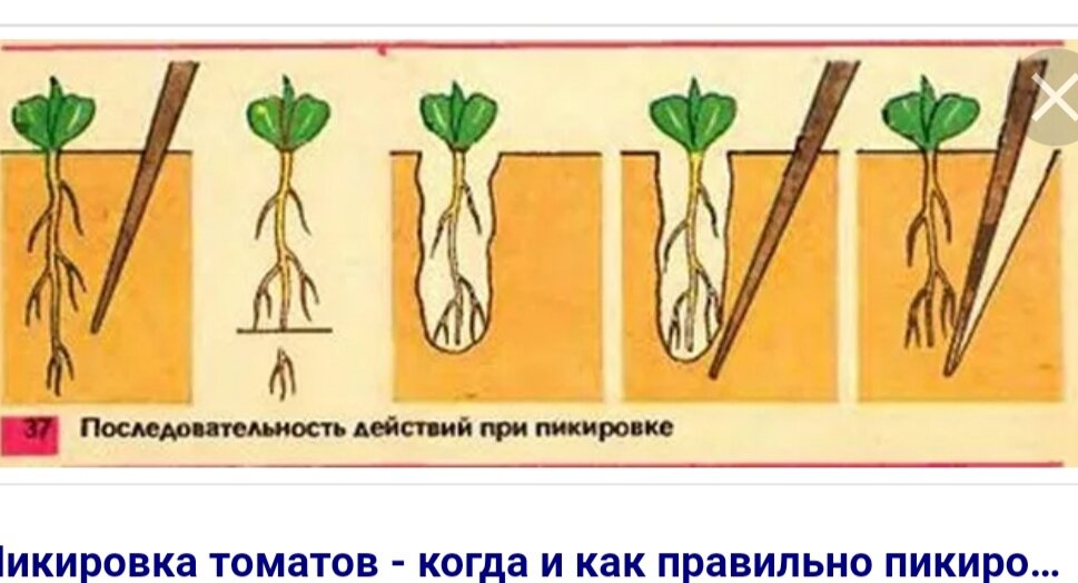 Рассмотрите рисунки 1 4 на которых изображены некоторые этапы пересадки молодого растения