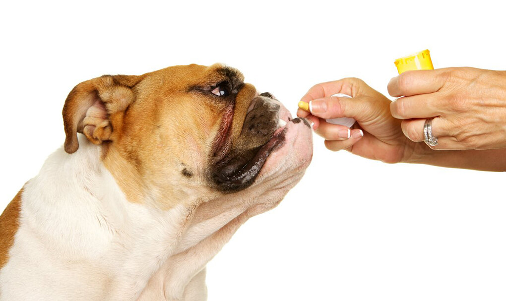 обратный чих у собак причины. обратное чихание у собак причины. атопический дерматит у собаки уколы. животные чихают. обратное чихание у собак.