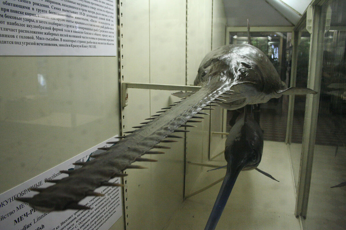 Рыба-пила, рыба-пила...