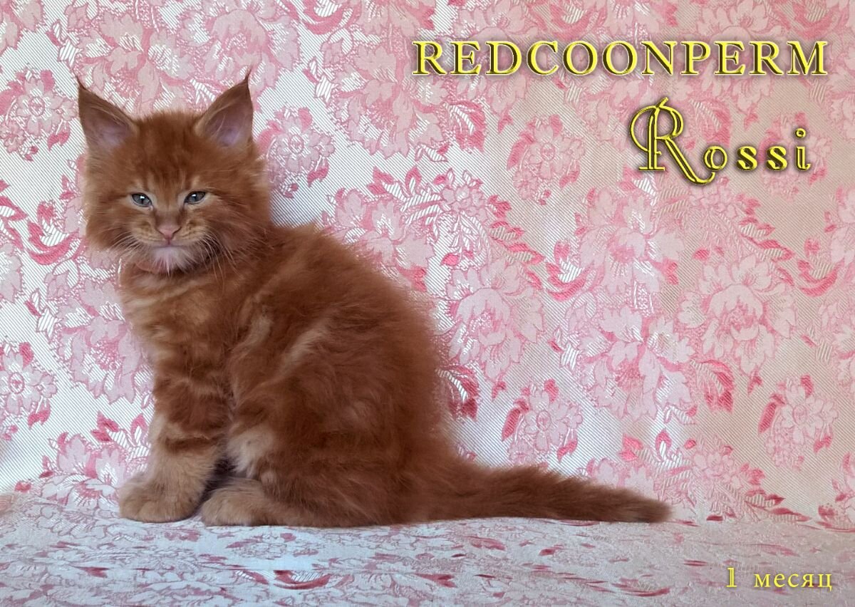 REDCOONPERM - единственный в мире питомник мейн кунов красного солидного окраса, - предлагает к бронированию котят Шоу класса.-2
