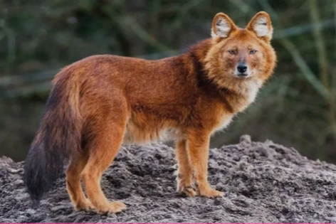 Красный волк.