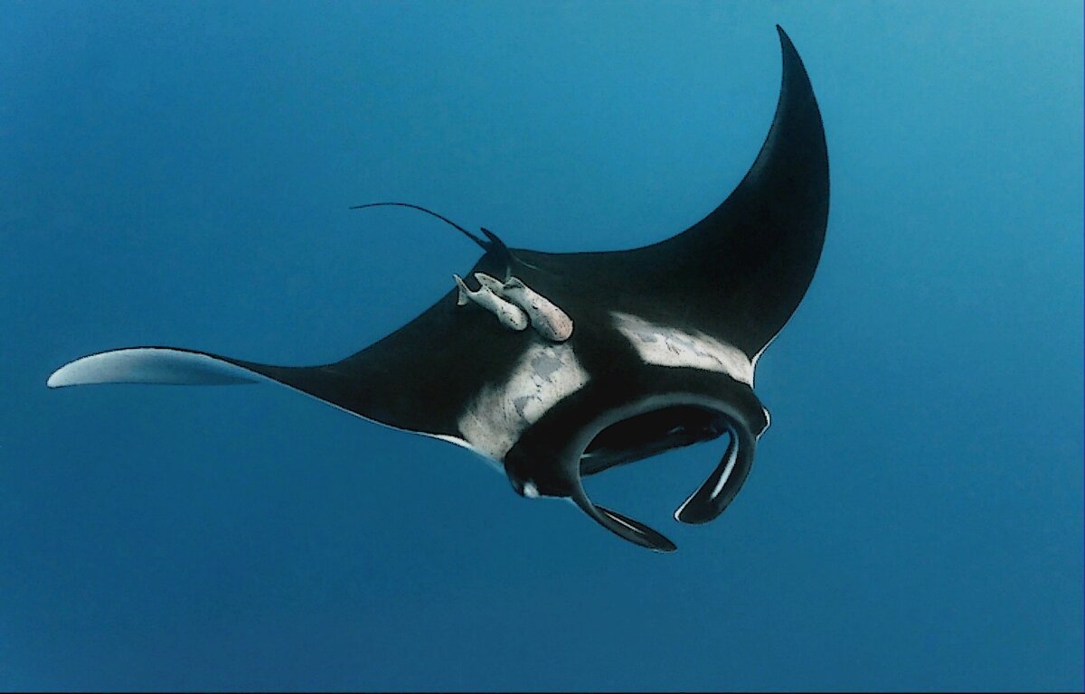 Манта. Исчезающий вид скатов.