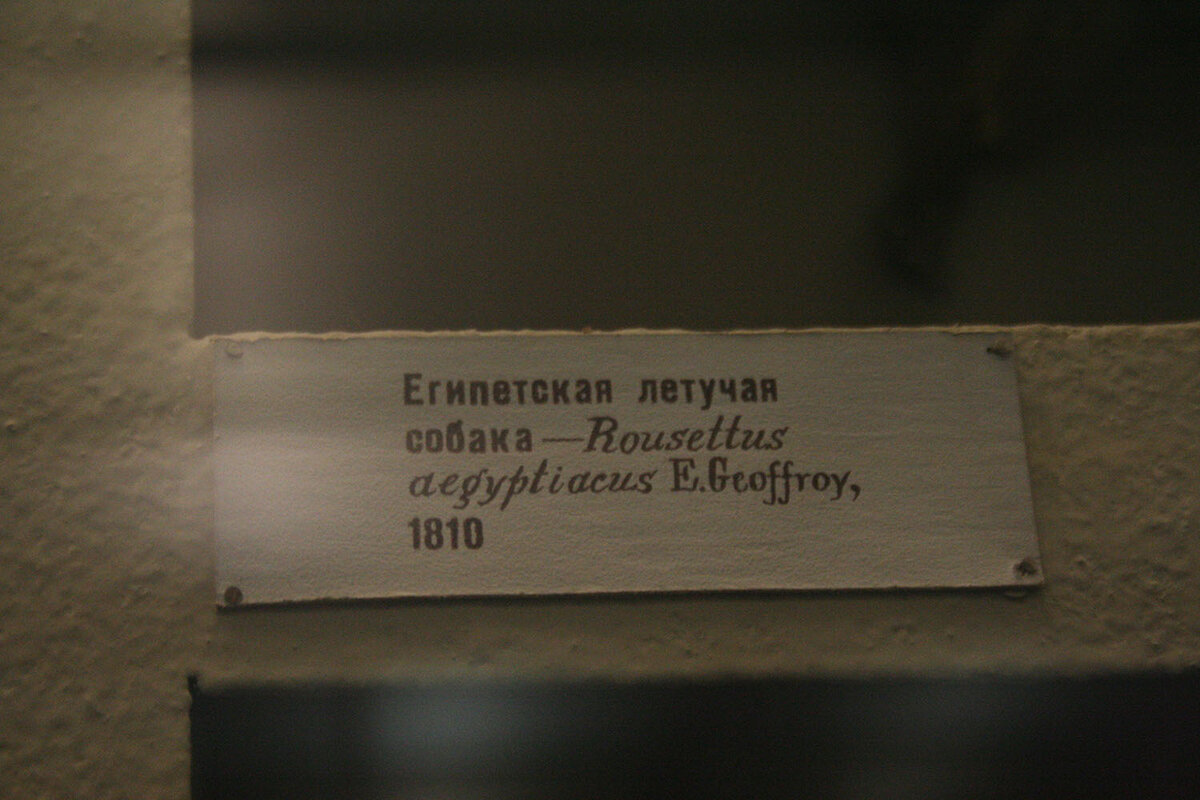 Живет в Египте