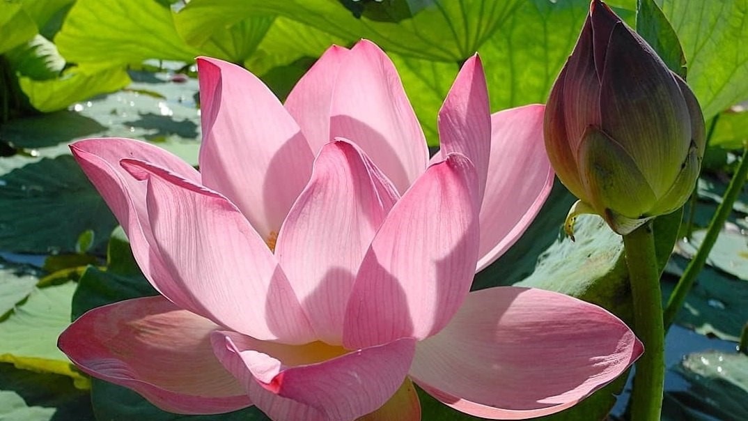 Картинка найдена на просторах интернета, ссылка https://yandex.ru/images/search?from=tabbar&img_url=https%3A%2Fi%2F.pinimg.com%2Foriginals%2Fa8%2F34%2Fа3f%2Fa83р43f851с2879b5e76bd53274cf0591a19.jpg&lr=47&pos=15&rpt=simage&text=%D1%86%D0%B2%D0%B5%D1%82%D1%8B%20%D0%BA%D1%80%D1%83%D0%BF%D0%BD%D0%BE%20%D1%84%D0%BE%D1%82%D0%BE 