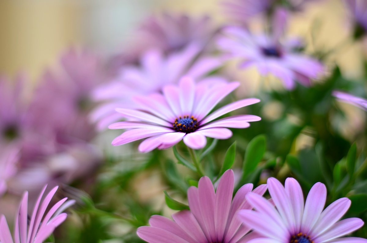 Картинка найдена на просторах интернета, ссылка https://yandex.ru/images/search?from=tabbar&img_url=https%3A%2F%2Fi.pinimg.com%2Foriginals%2Fa8%2F34%2F3f%2Fa8343f842879b5e7bd53274cf0591a19.jpg&lr=47&pos=15&rpt=simage&text=%D1%86%D0%B2%D0%B5%D1%82%D1%8B%20%D0%BA%D1%80%D1%83%D0%BF%D0%BD%D0%BE%20%D1%84%D0%BE%D1%82%D0%BE