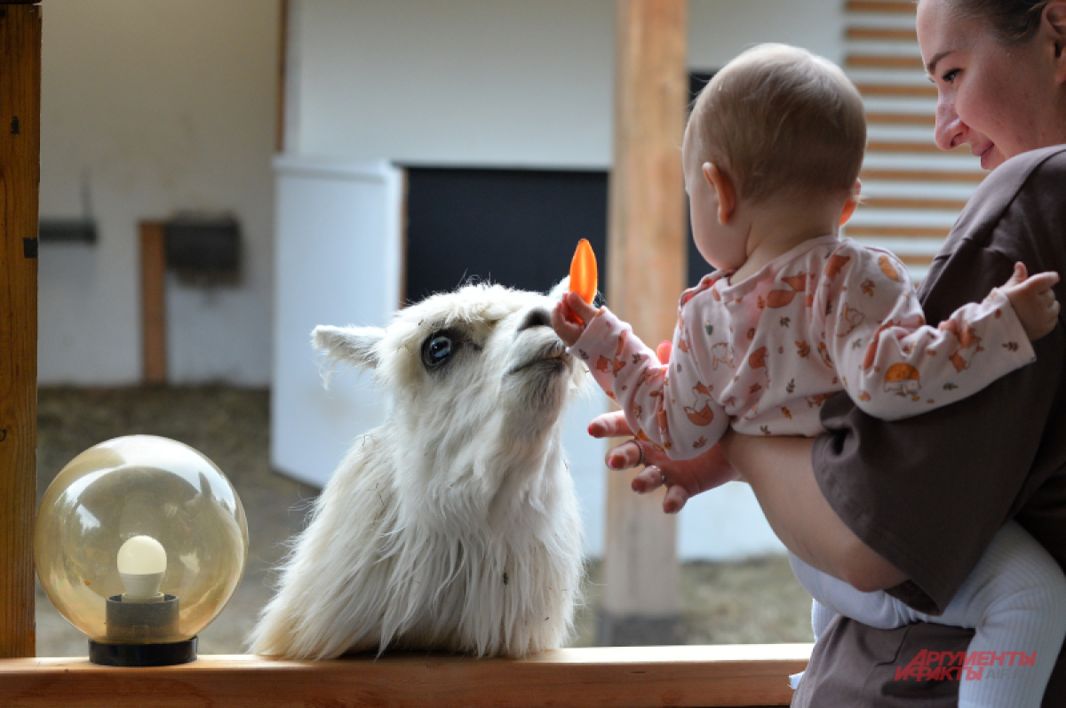    Заводчики альпак отзываются о них как об очень дружелюбных и добрых животных.