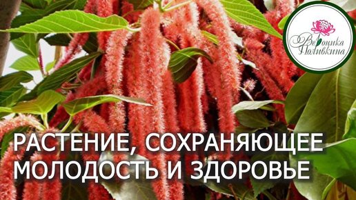 Есть растения, которые продлевают молодость: знакомимся с амарантом