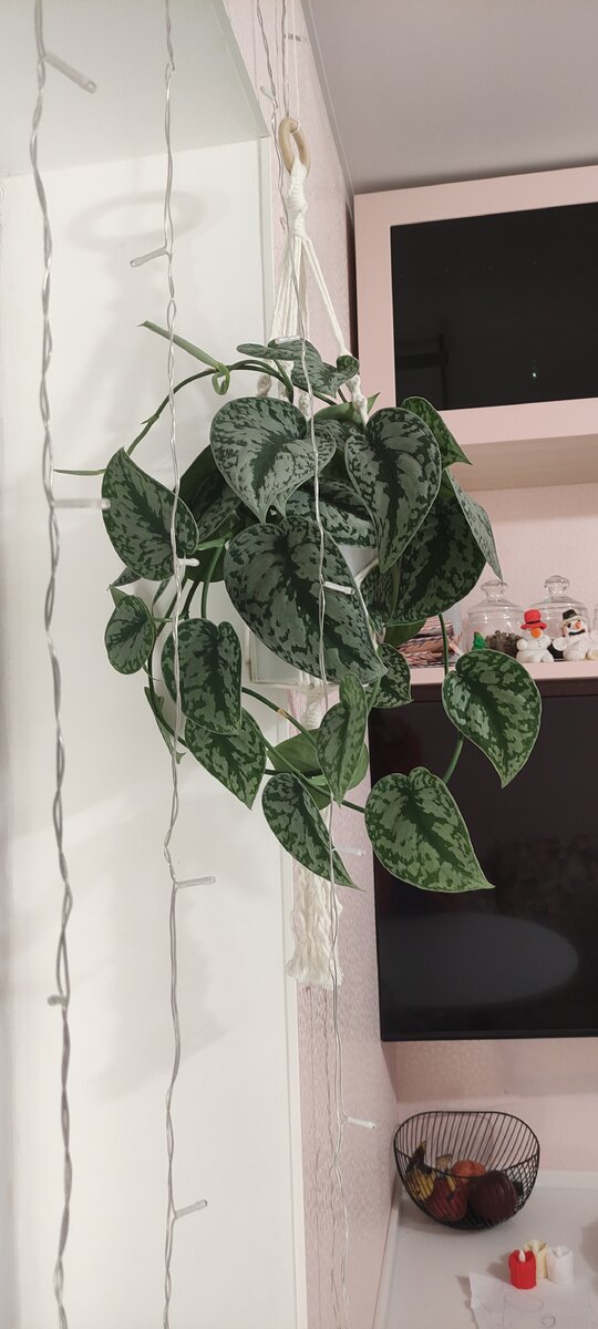 Суиндапсус пиктус