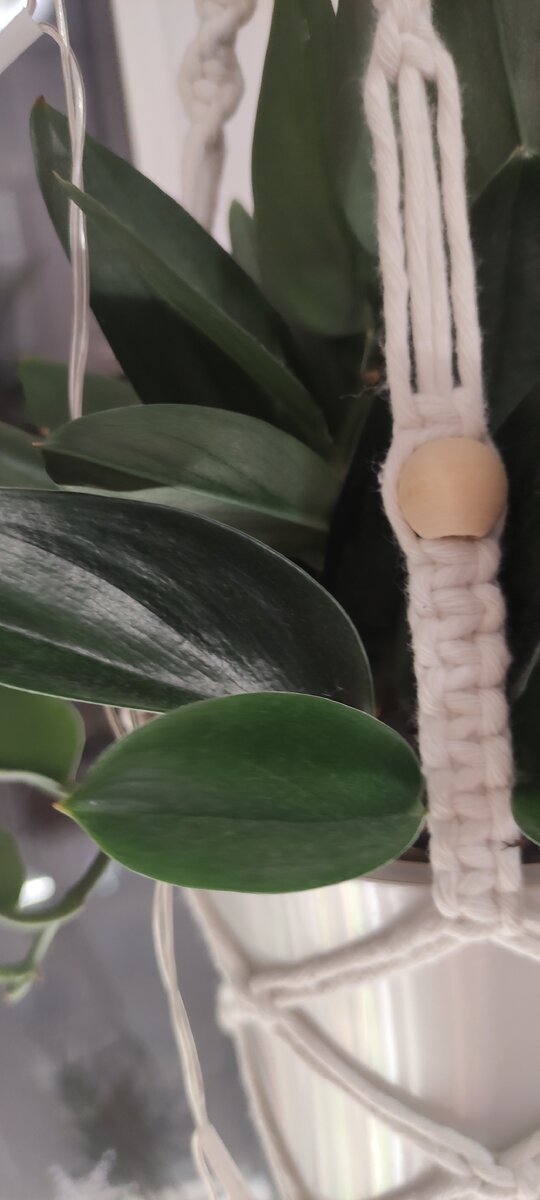 Блестязие листочки, будто покрыты воском.