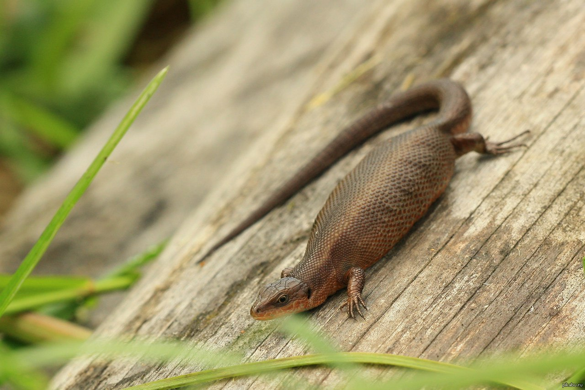 ящерицы грызуны. ящерицы грызуны. ящерицы тайланда. болотная ящерица. артвинская ящерица.