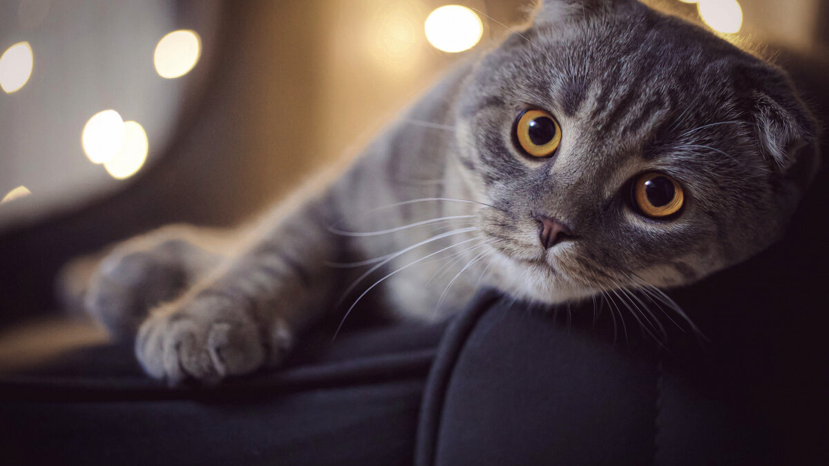 Фото из Интернета.