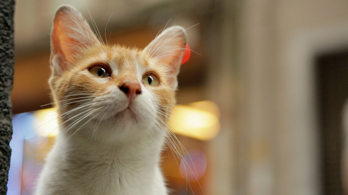 Фото из Интернета.