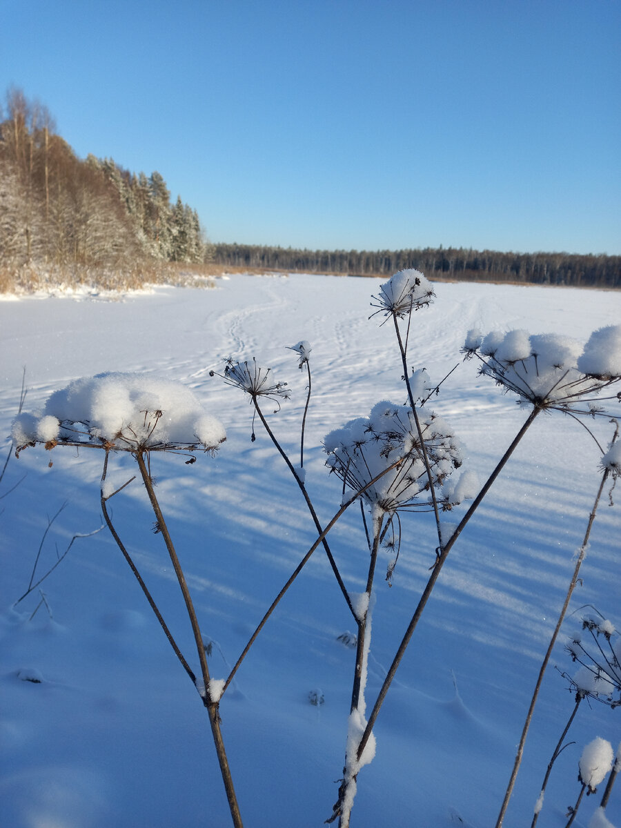 Валериана лекарственная зимой