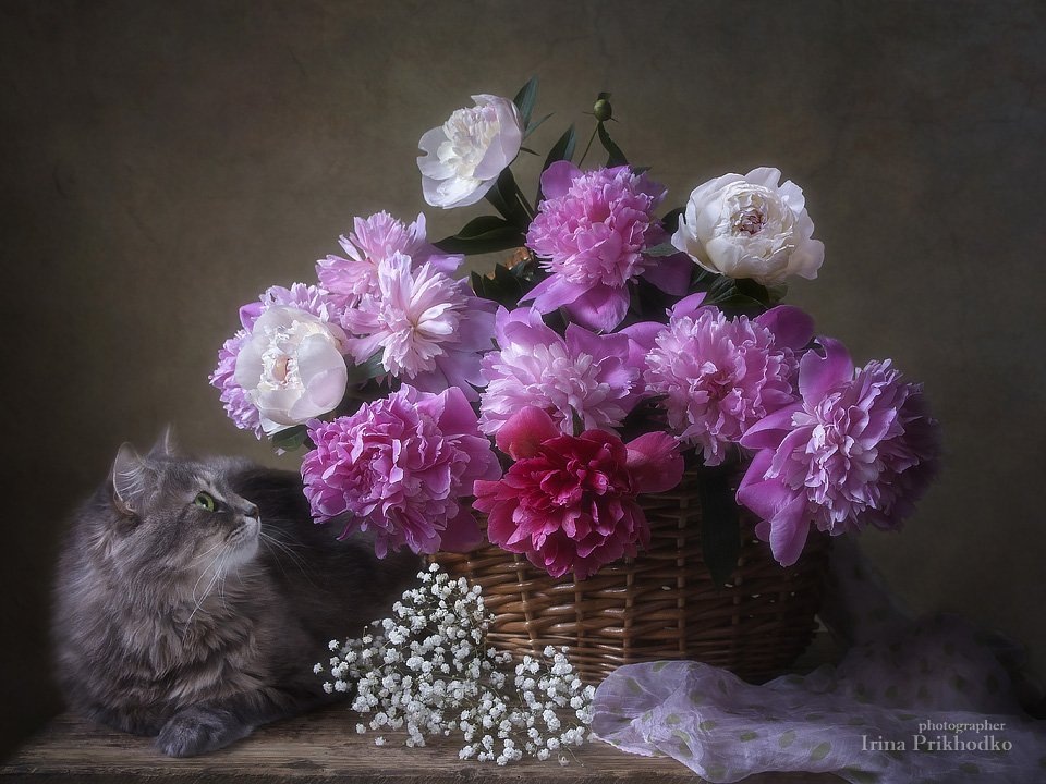 Картинка найдена на просторах интернета, ссылка https://yandex.ru/images/search?from=tabbar&img_url=https%3A%2Fi%2F.pinimg.com%2Foriginals%2Fa8%2F34%2Fа3f%2Fa83р43f81с28759b5e7bd53274cf0591a19.jpg&lr=47&pos=15&rpt=simage&text=%D1%86%D0%B2%D0%B5%D1%82%D1%8B%20%D0%BA%D1%80%D1%83%D0%BF%D0%BD%D0%BE%20%D1%84%D0%BE%D1%82%D0%BE