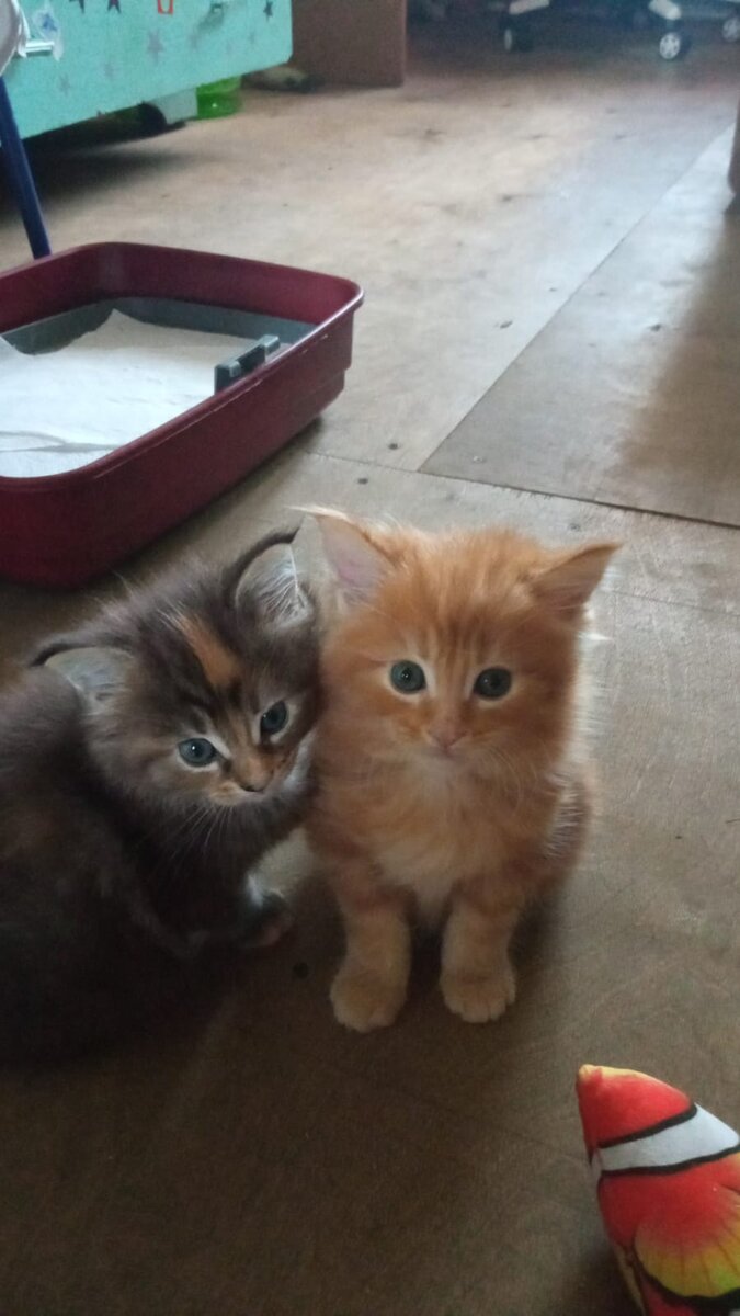 Котята. 