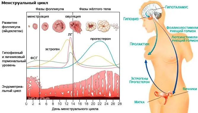 Используя данные диаграммы объясните функцию эстрогена в менструационного цикла