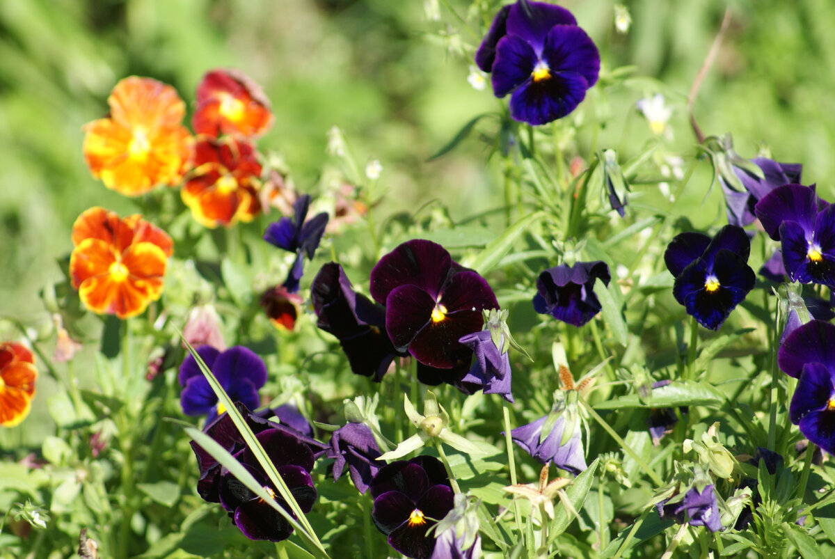 Виола в моём саду