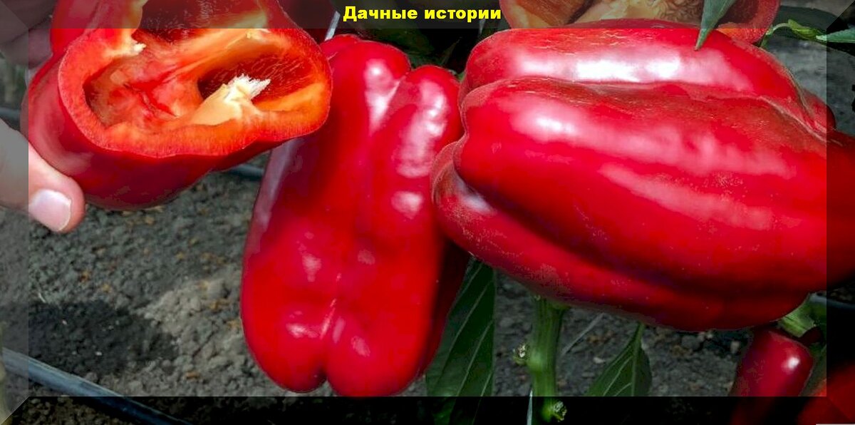 https://vk.com/photo-159774511_457263392. Перец "Маршал F1"