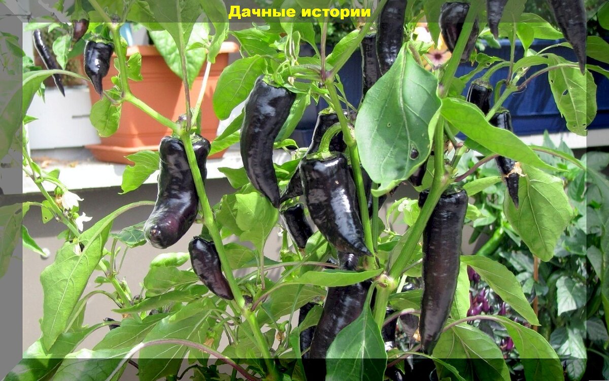 https://vk.com/photo-159774511_457263393. Перец "Маркони черный"