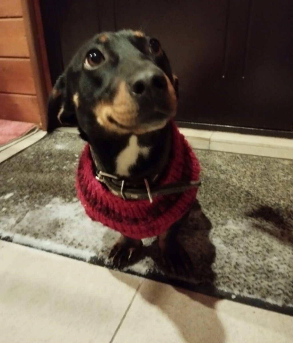 Знакомьтесь, это Булля. Спасенная из дачного плена