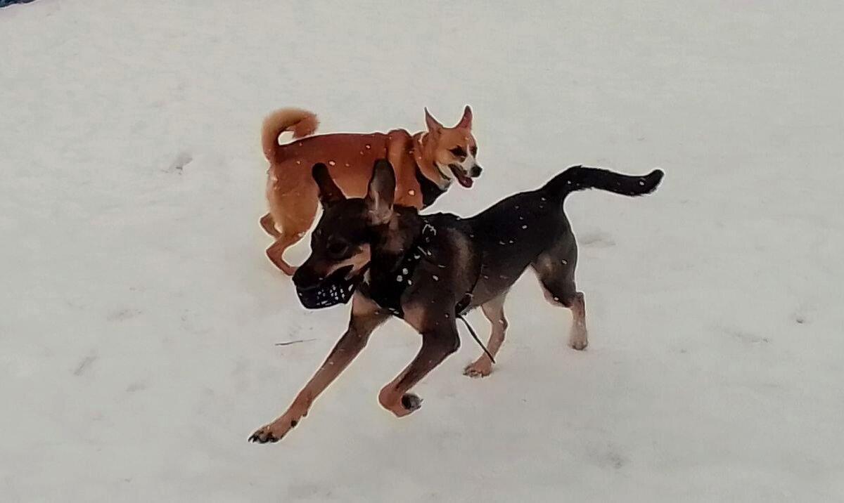 Алиса и Тося