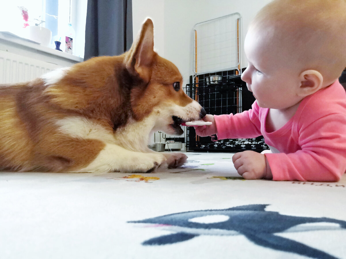 Дележка игрушек - важный процесс