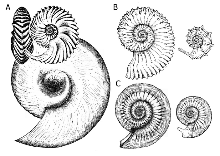Аммониты [m] и [M] разных видов