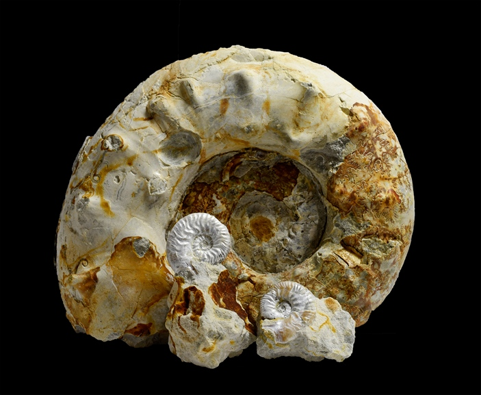 Аспидоцератиды - М, Aspidoceras, и м, Sutneria - самка и самцы; фото Ирины Смуровой