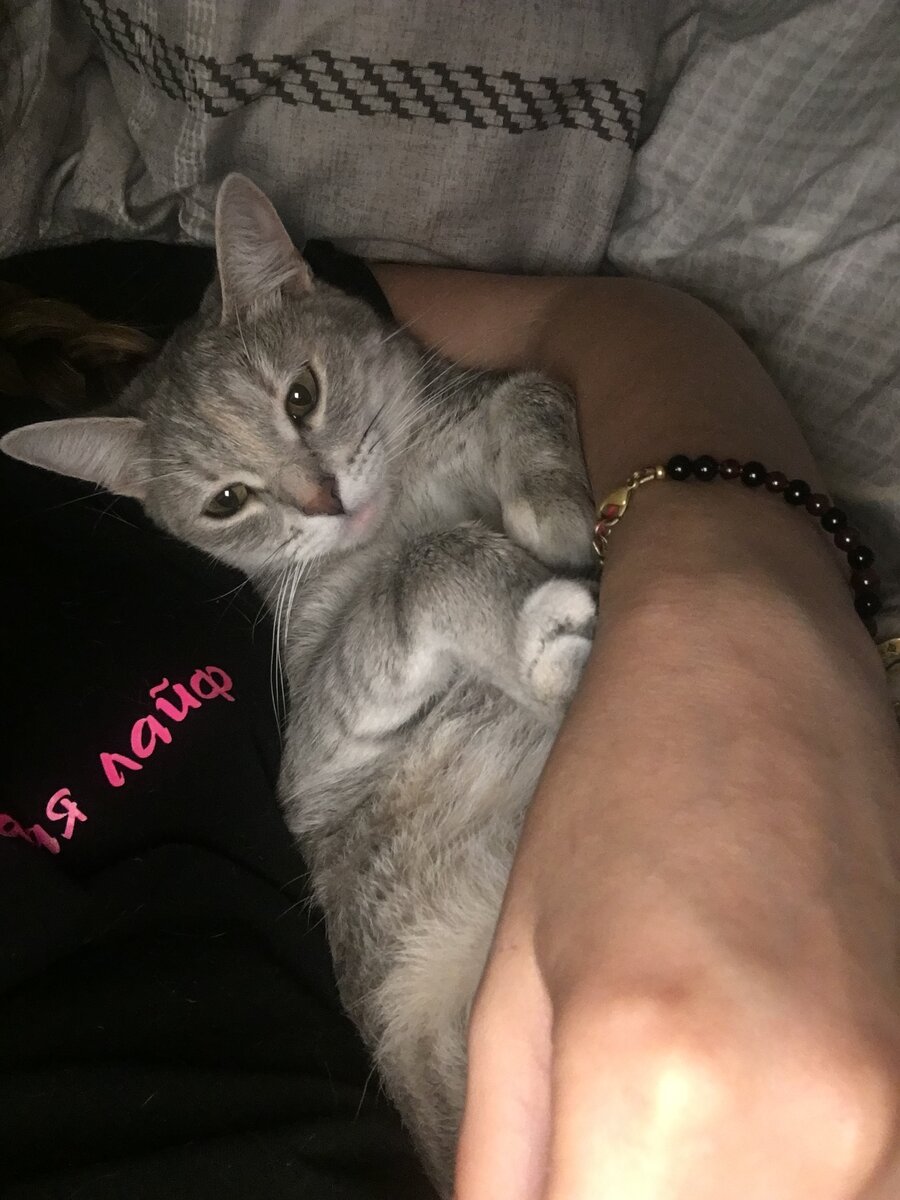 Кошка Плюшка- Императрица всея квартиры и кусочек автора