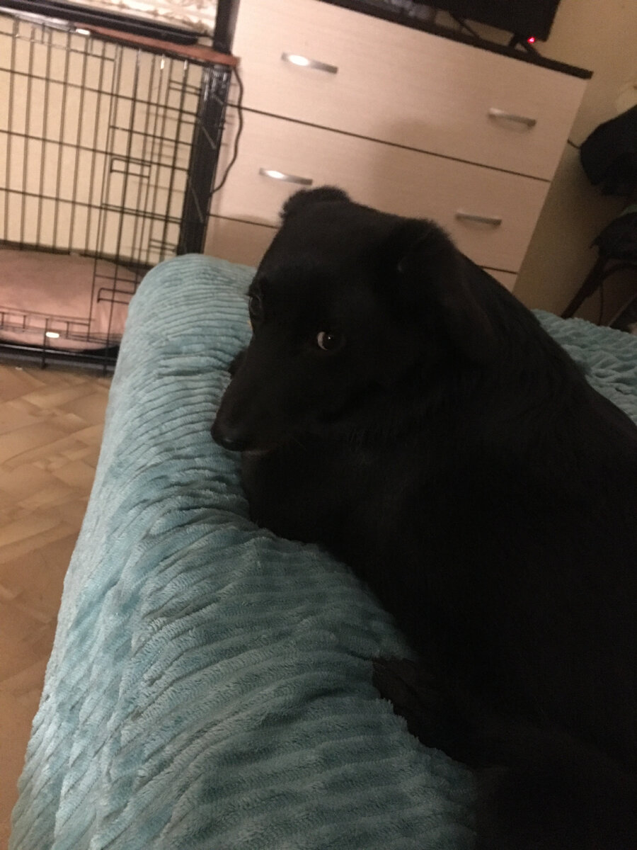 Собака Ночь нагло грызёт сворованный хлебец на кровати автора