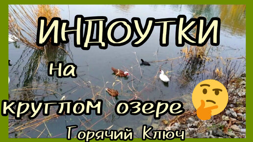 ПЕРЕЛЁТНЫЕ🦆🌫🌧 гости Лебединого озера. Горячий Ключ. Краснодарский край.