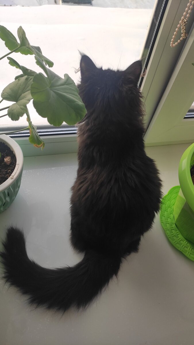 Очень похожа на нашу Сару🥰