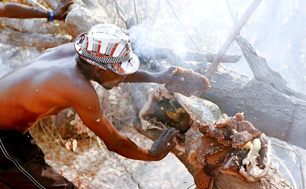 Извлечение начинки из лесного улья, фото: tourweek.ru