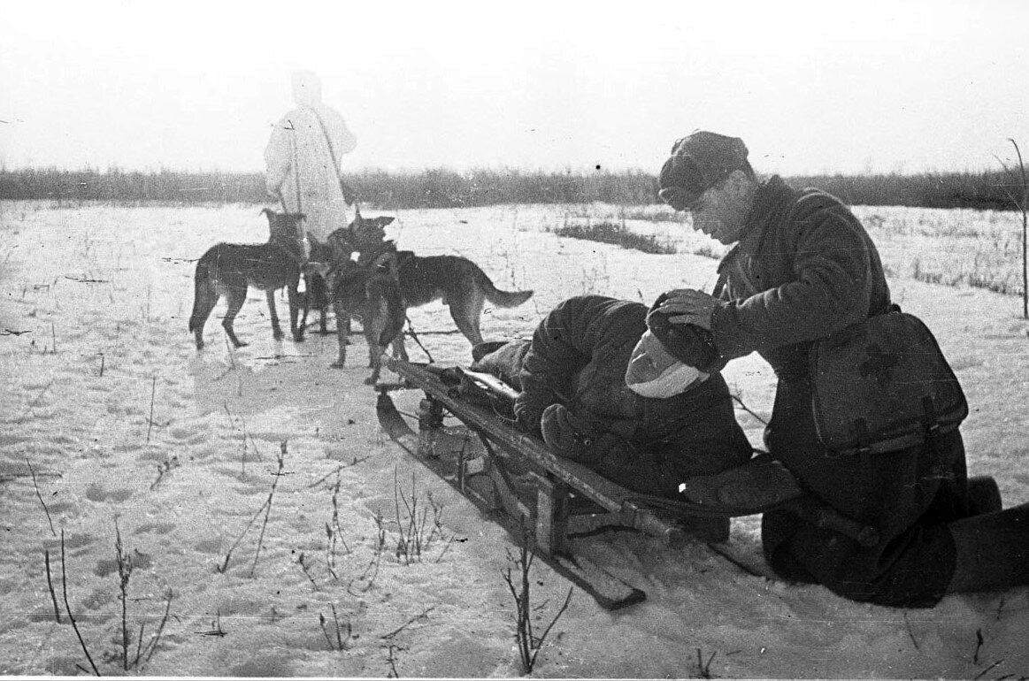 Картинки собаки во время великой отечественной войны