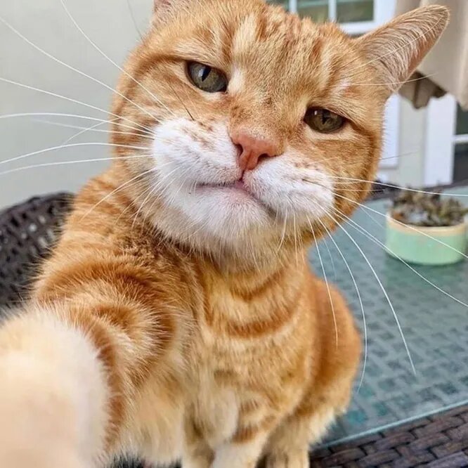 Рыжий кот блоггер Рыжий кот блоггер