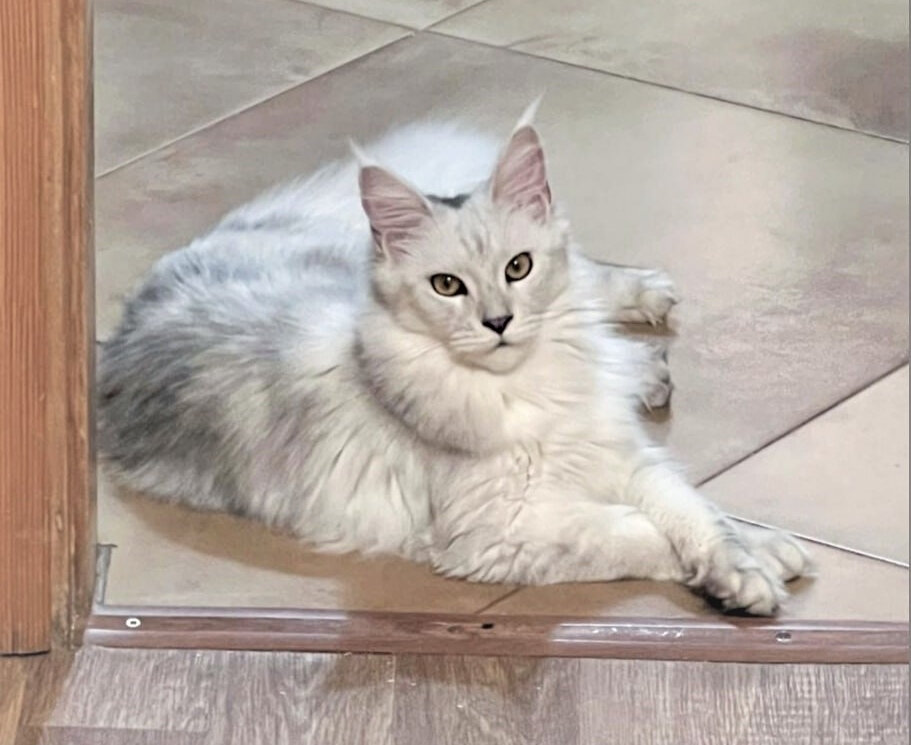 Circe Mega Boss Magnate*RU, кошка из племенного ядра питомника NobelRiesen*RU, окрас чёрный серебристый затушеванный / ns11, один из самых дорогих