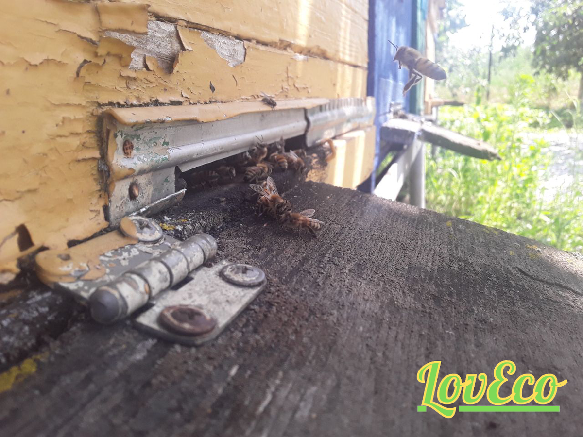 Необычный факт! Карпатская порода пчёл была занесена в список исчезающих в 1961 году, когда её остатки обнаружили в Карпатах;