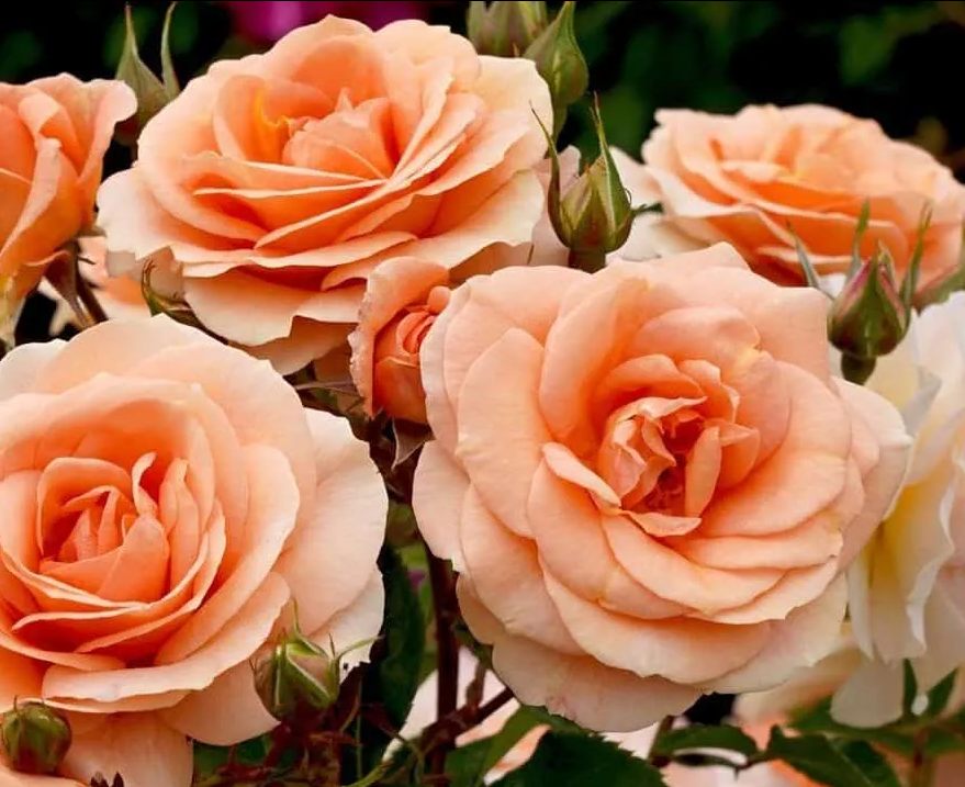 Фото Roses Victoria