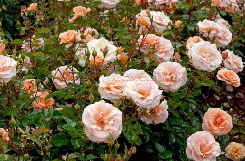 Фото Treloar Roses