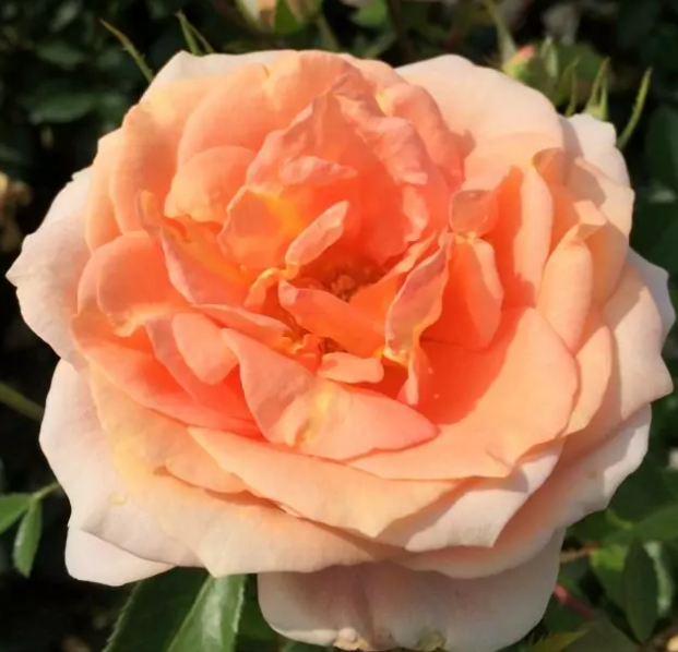 Фото W. Kordes' Söhne Rosenschulen GmbH & Co KG