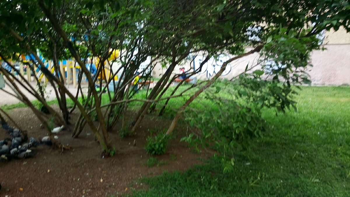 Та самая сирень. Обратите внимание на ветку, идущую параллельно земле. Та ветка, между прочим, в итоге засохла. Единственное фото, которое я успела сделать на телефон в тот день.