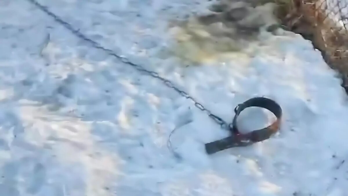     В Дальнегорском городском округе Приморского края произошел очередной случай нападения тигра на собаку. В поселке Тайга хищник пробрался на участок и загрыз сторожевого пса на цепи. Трагедия произошла рядом с трассой недалеко от автобусной остановки.