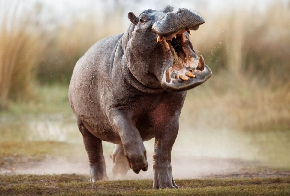 Как вы меня все бесите!!!