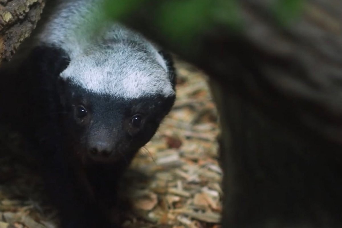    Бинтуронги Новосибирского зоопарка переехали в павильоны комплекса «Азия»