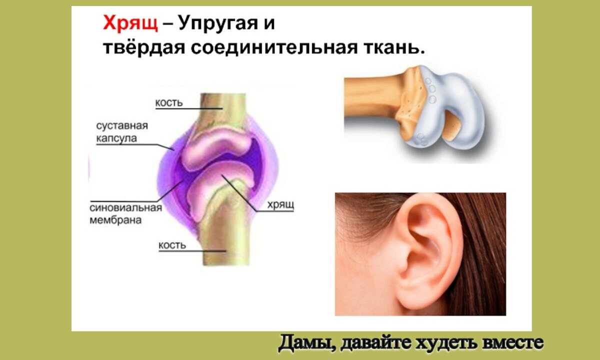 Пирсинг хеликс сережка клипса. Трагус индастриал форвард хеликс. Структура костей и суставной хрящ. Пирсинг уха хрящ хеликс. Как называется хрящ.