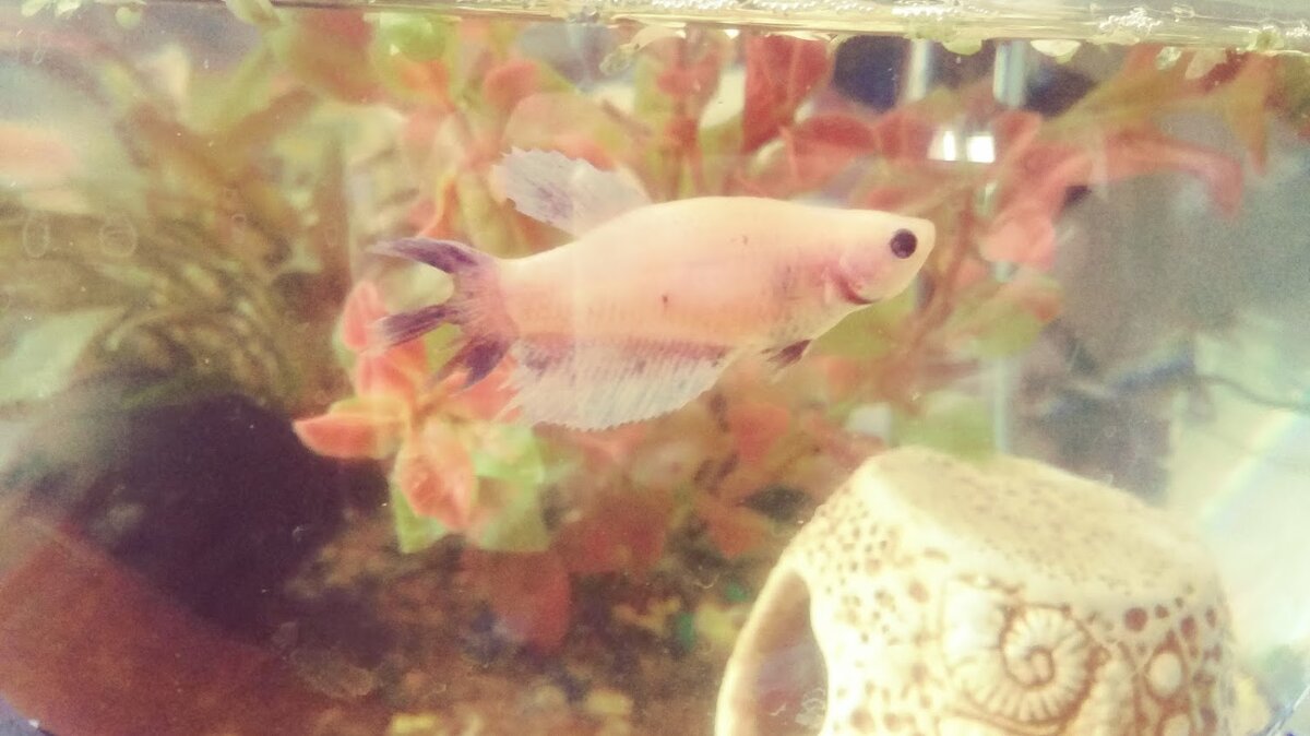 Рыбка девочка по имени Мири