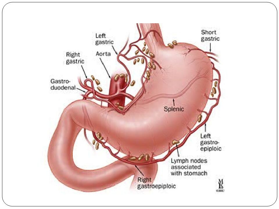 Желудок и двенадцатиперстная кишка