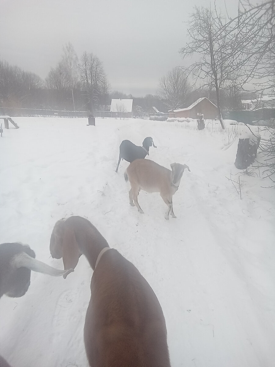 Фото автора. 