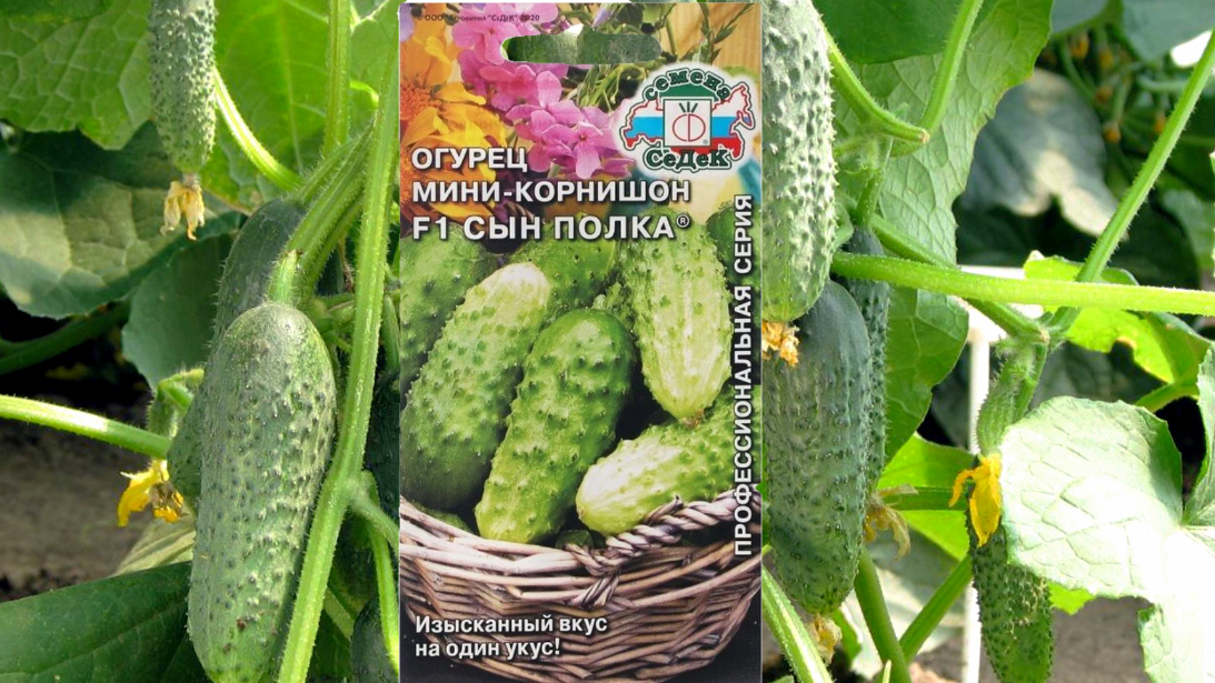 Сын полка F1. Плоды у Сына полка вырастают до 6-8 сантиметров 