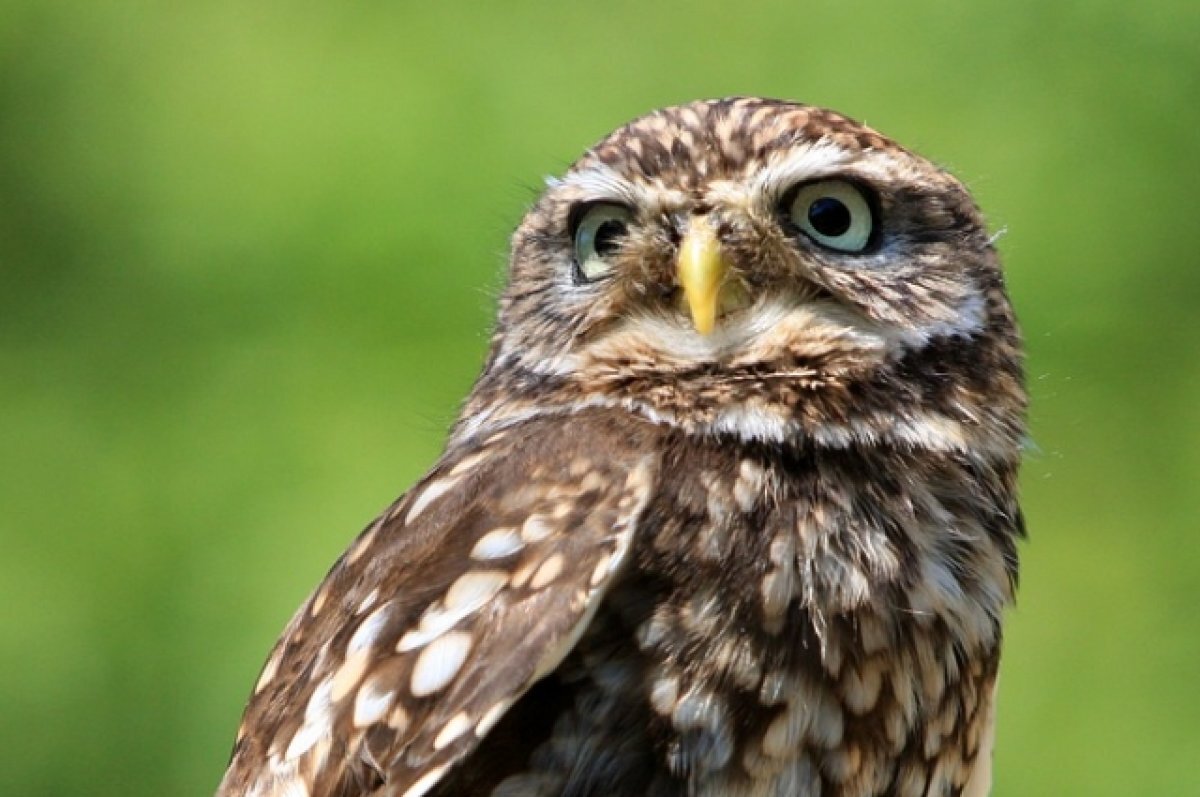    Неравнодушные жители столицы Камчатки спасли сыча, врезавшегося в стекло